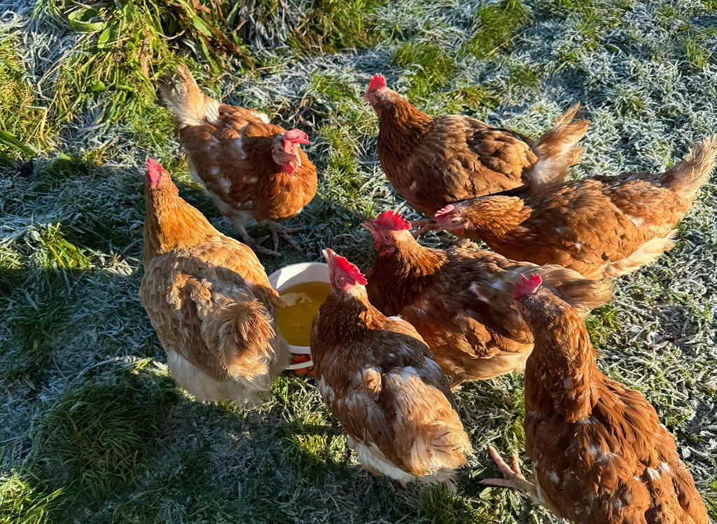 Coombe House-Images-School-Text-Farm_114