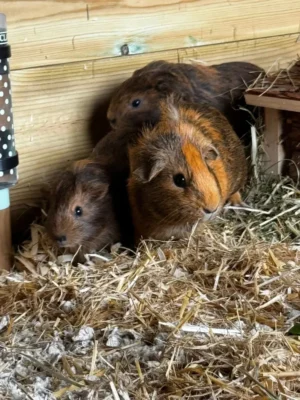 Guineapigs