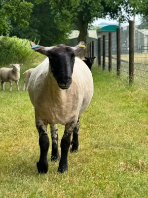 Sheep